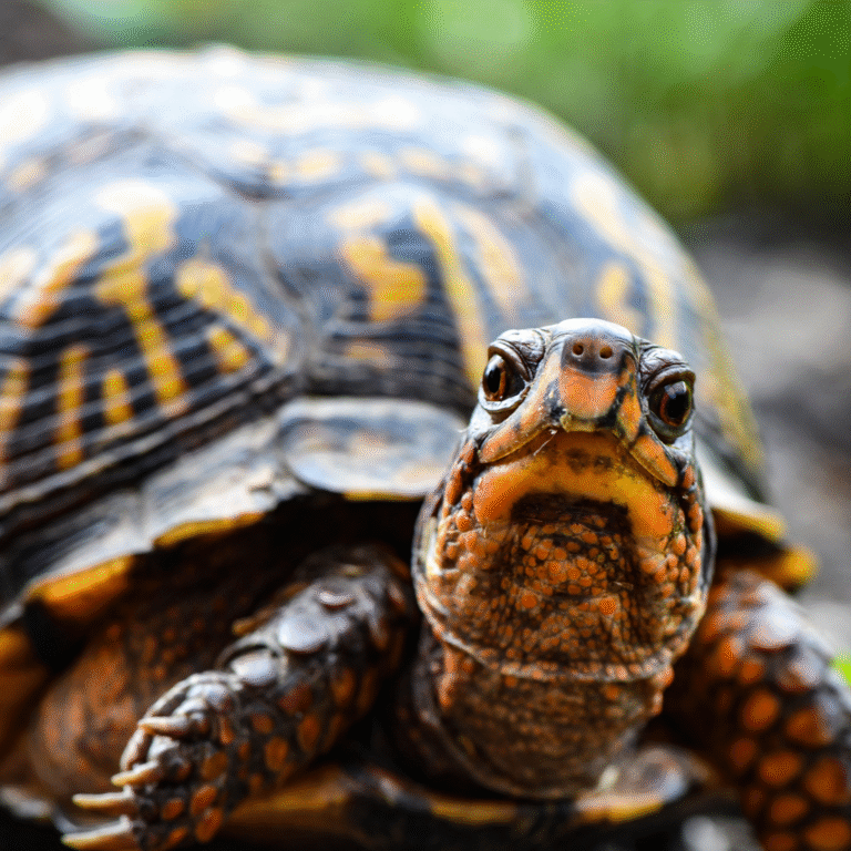 Couraça Muscular: a defesa que protegeu e agora restringe 4 featured couraca